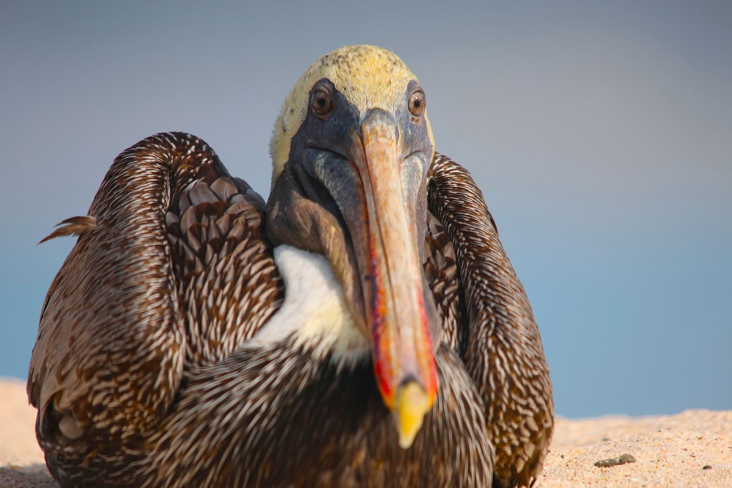 Goldring Travel Experiences Via Natura’s Galapagos Ultra-Luxury Mega Catamaran: Hermes - Part II: A Luxury Yacht? A Small Cruise Ship? An Expedition Ship? Maybe All Three!