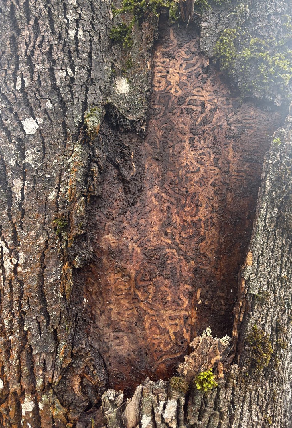 Eugene City Club hears sobering report on invasive beetle that kills ash trees