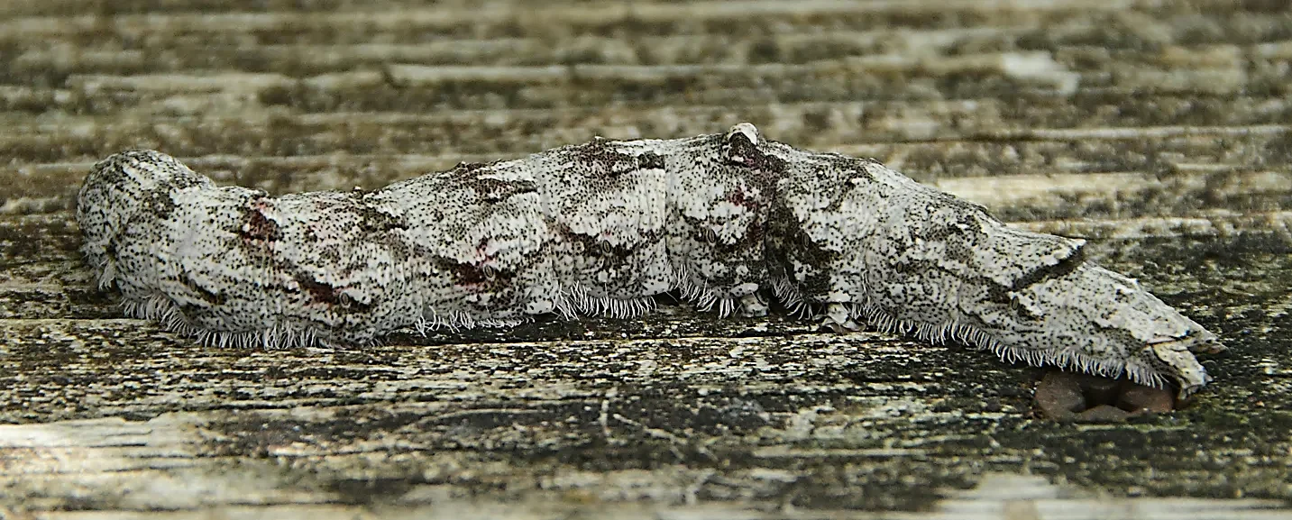 Speaking of Nature: Hiding in plain sight: How an ilia underwing moth uses bright colors to escape predators