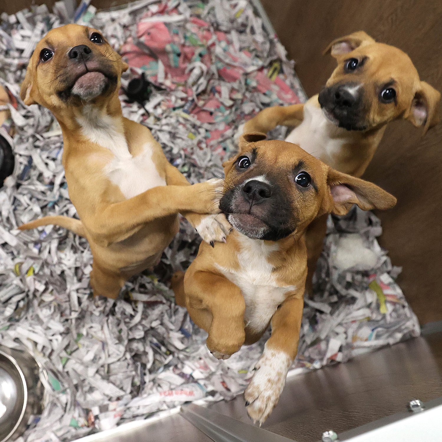 Tails Humane Society’s Online Pawction ends July 26