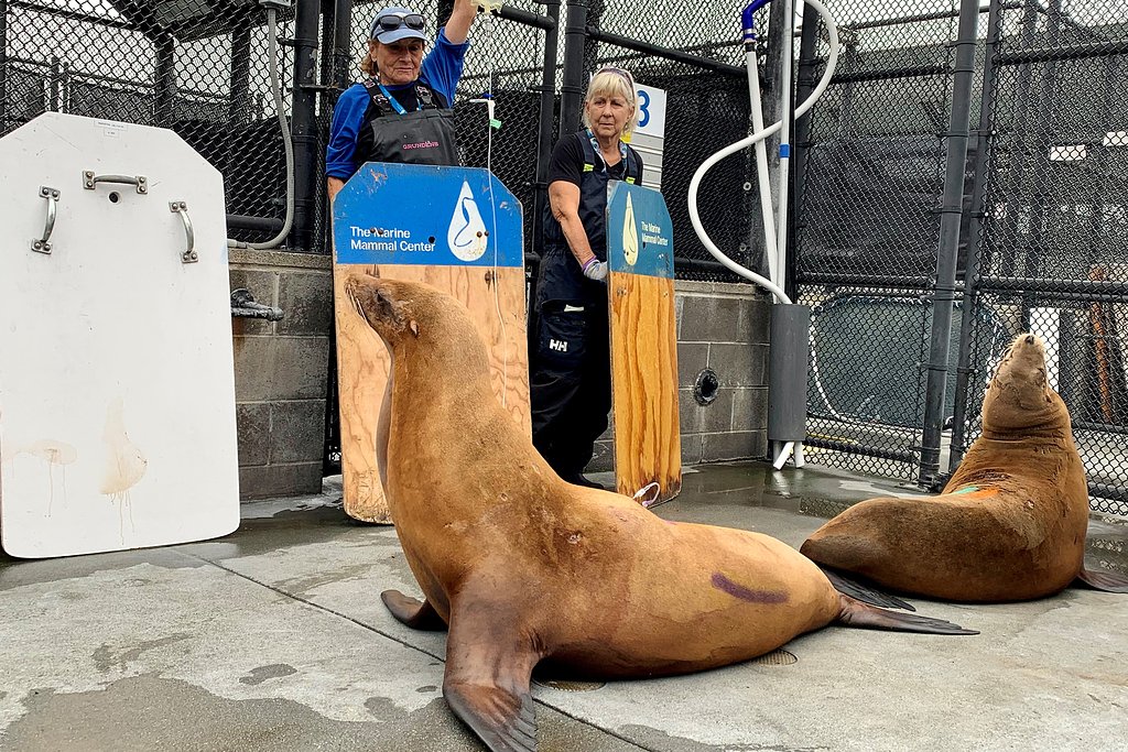 Toxic algae outbreak poisons over 300 marine mammals in California this year
