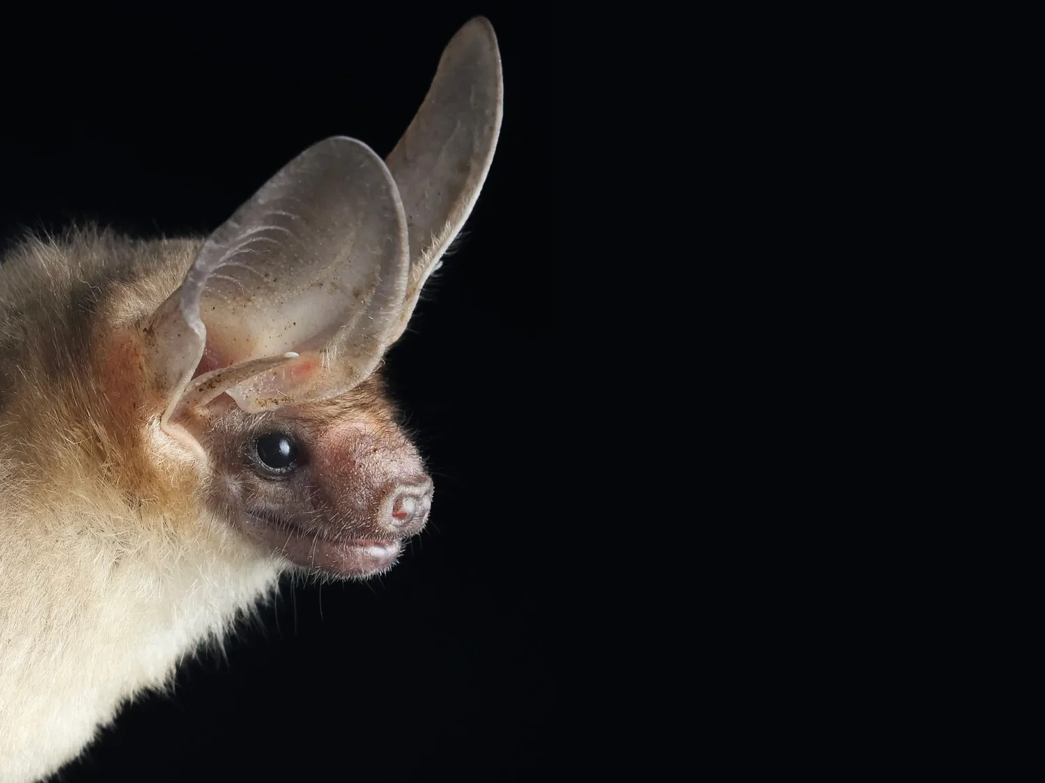 Good Morning, News: BLM Bat Beauty Contest Is Back, Clocks Change on Sunday, and UFW Co-Founder Dolores Huerta Has Died. By Suzette Smith.