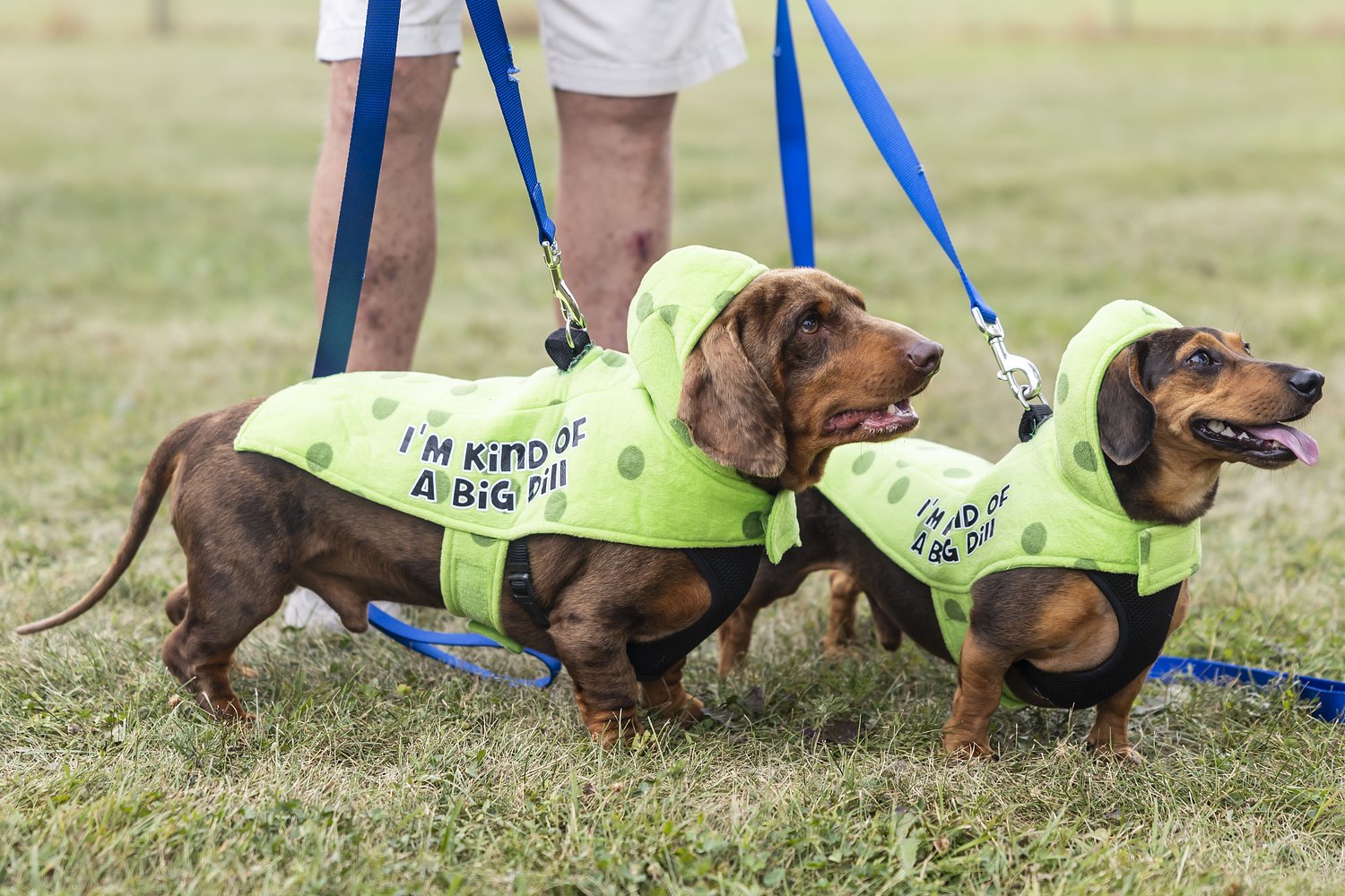 Kind of a big dill: Linwood Pickle Festival returns and the dogs are getting in on it