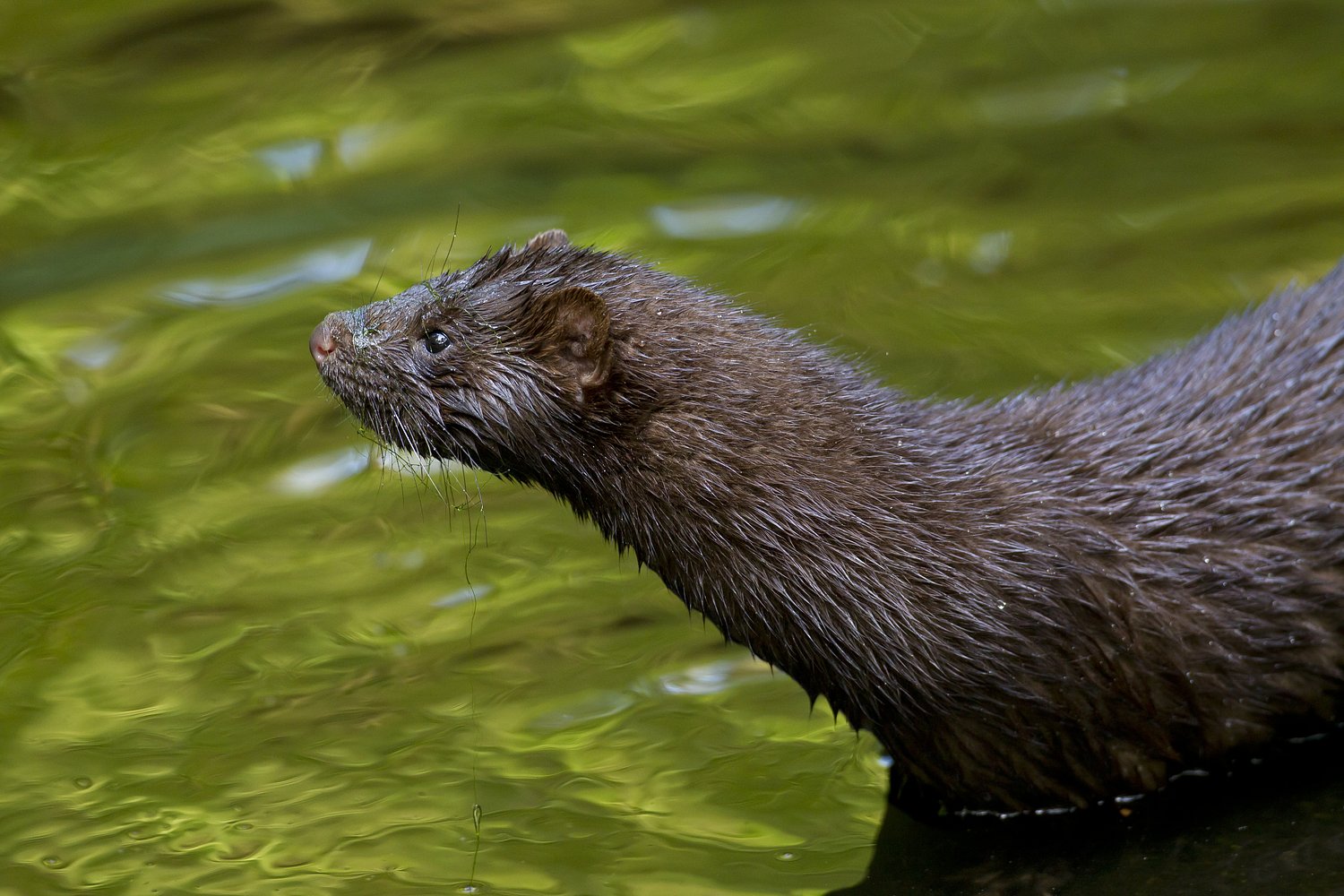 About 1,500 mink released after fence cut at Oregon farm
