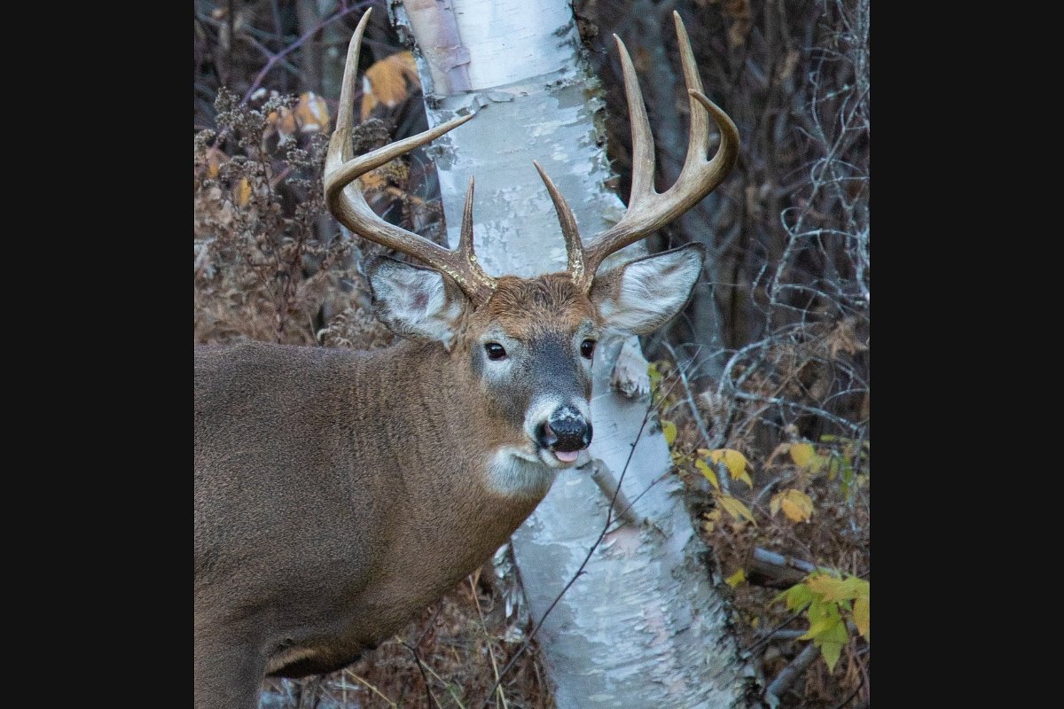 How many deer can a hunter shoot in Maine?