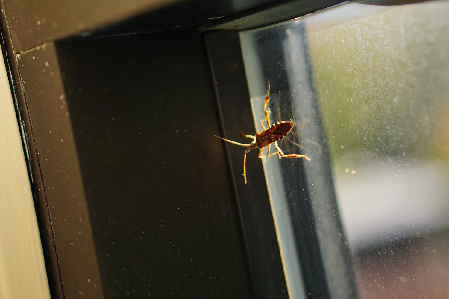 Granite Geek: Stinky bugs aren't necessarily stinkbugs (a distinction without a difference)