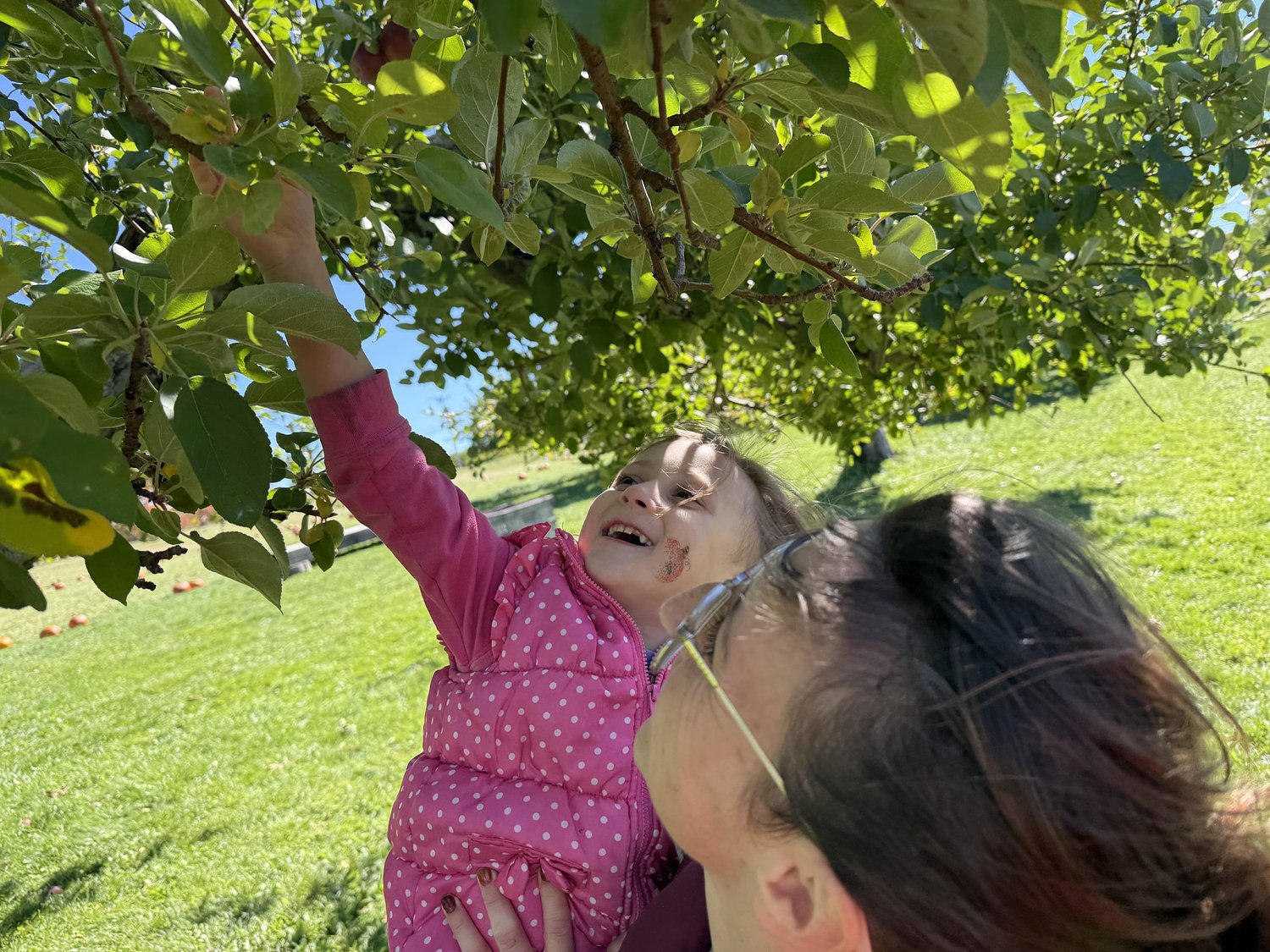 For Monadnock-area apple orchards, this growing season was a mixed bag