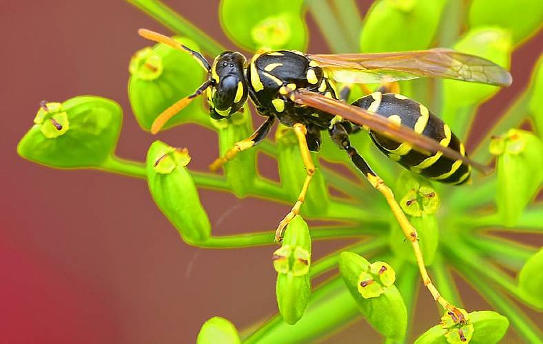 Early fall marks busy season for stinging insects, experts advise