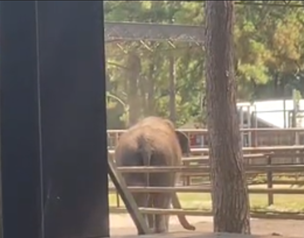 When Natural Bridge Zoo moved Asha the elephant to Florida, officials there said the transfer violated state law