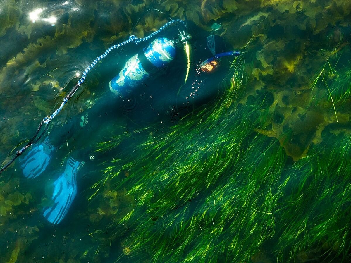Virginia restored 12,000 acres of seagrass. Can Maine also stem the decline?