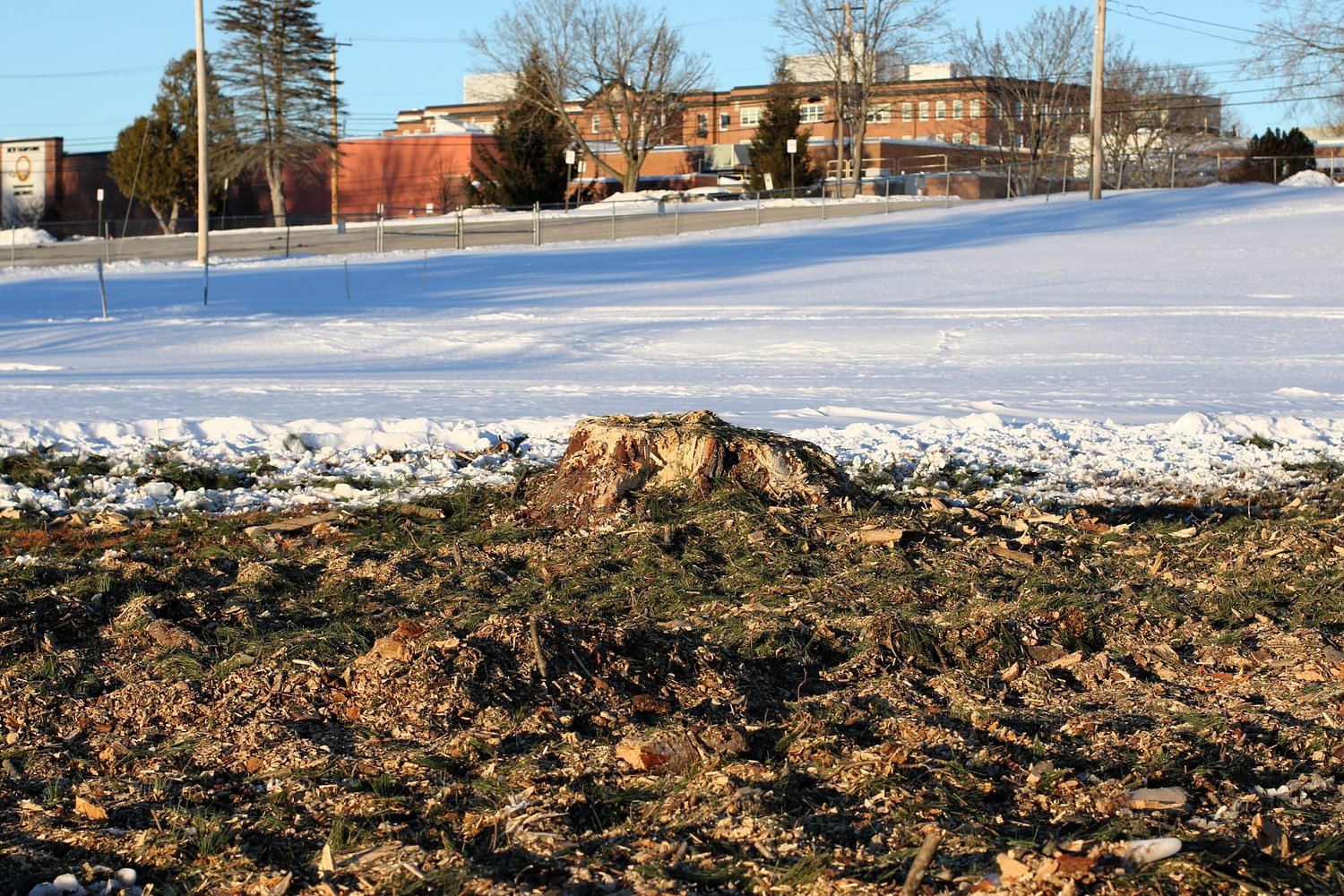 Concord removes aging pines from Memorial Field due to safety concerns
