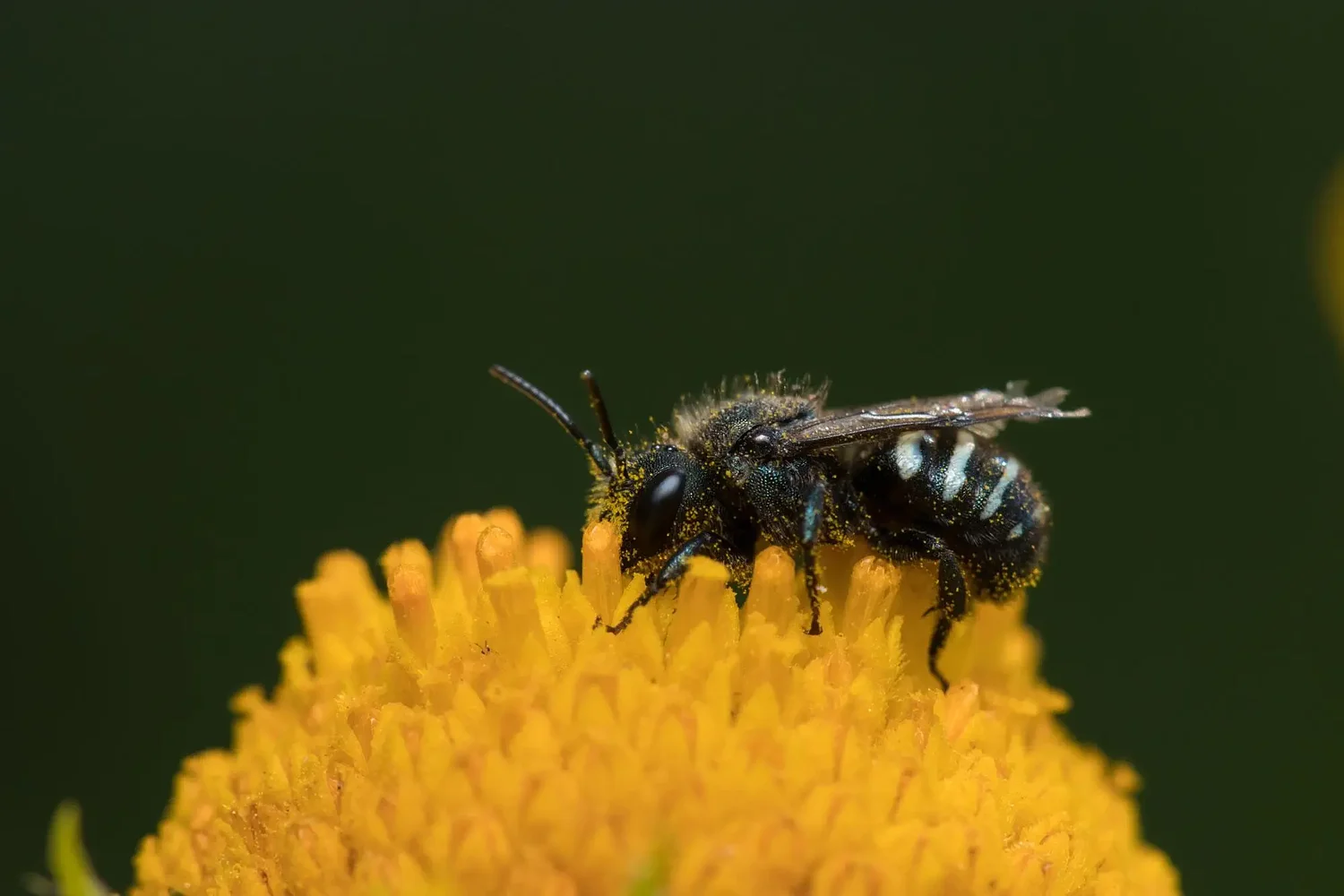 Fewer Oregon bees are dying from pesticides, report shows