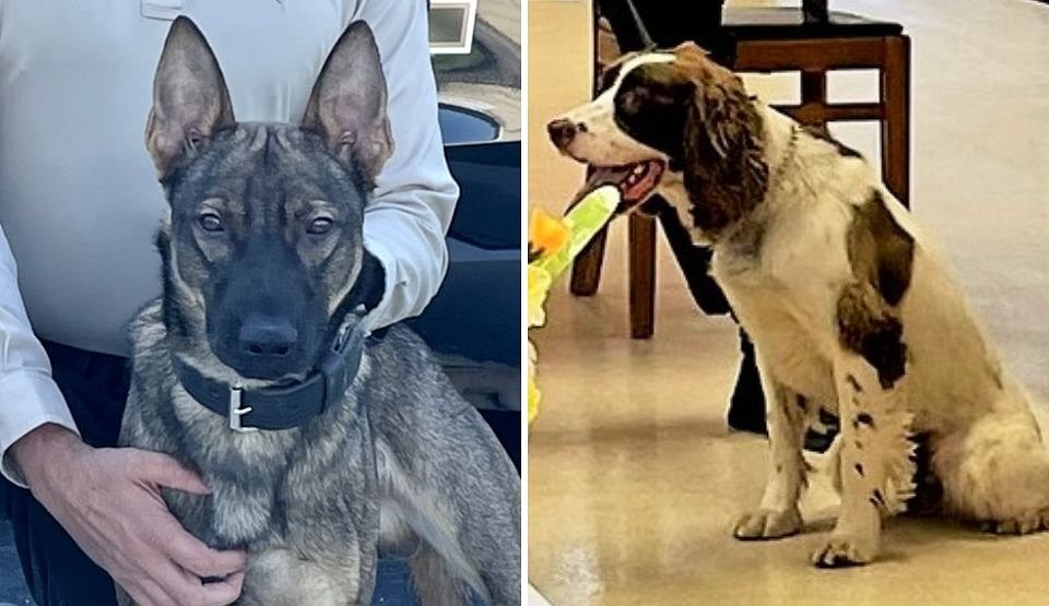 2 sheriff’s K-9s died after their handler left them in a hot SUV all day, prosecutor says