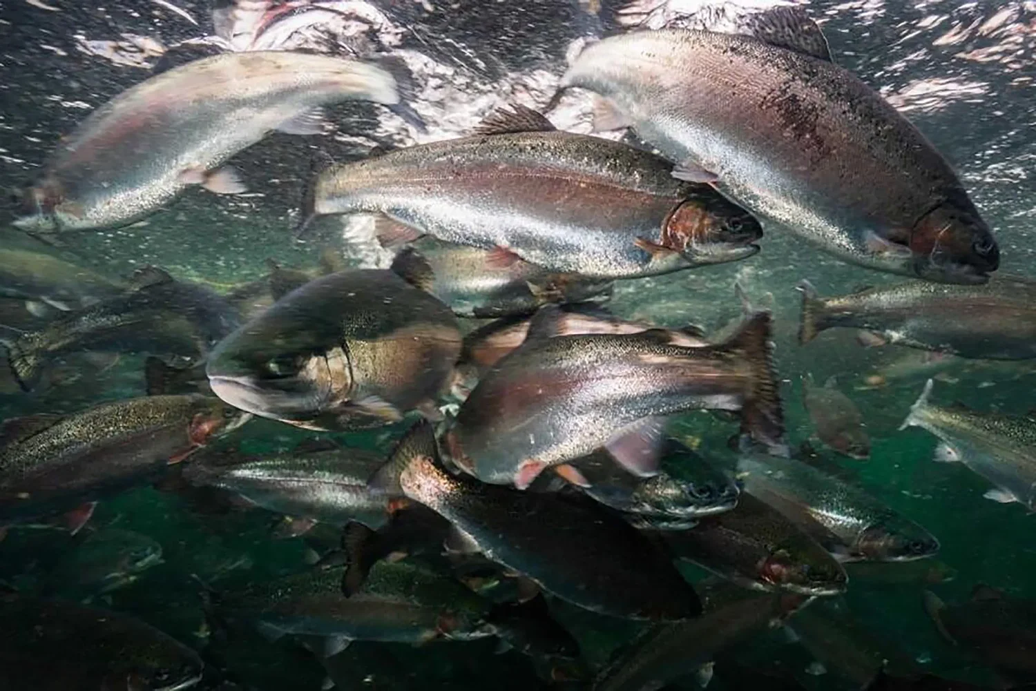UNH solutions for supporting sustainable seafood production are going national
