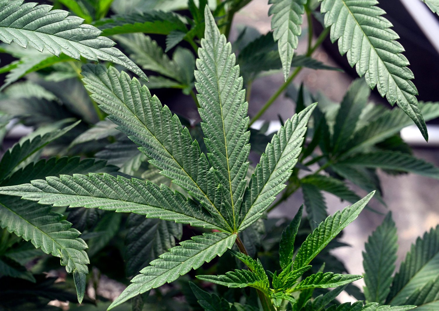 Illinois adds two conditions to medical cannabis program