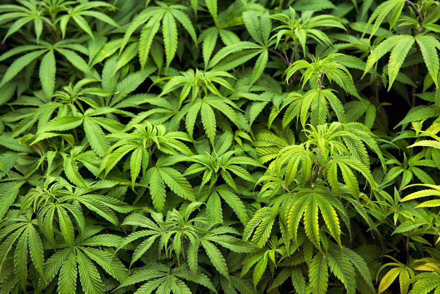 Mass. voters like most ballot questions. Marijuana repeal? Not so much -- Bay State Briefing