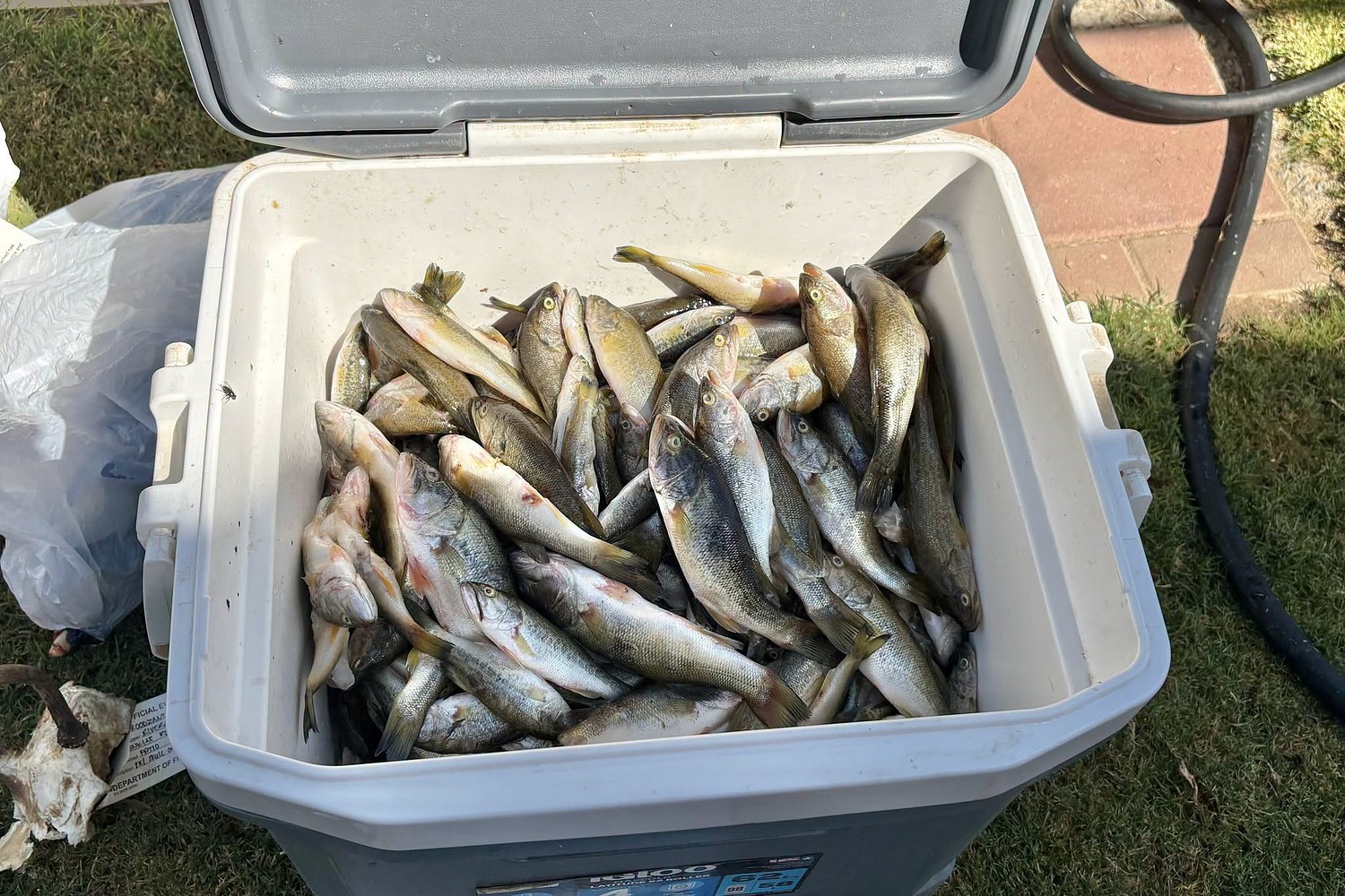Central Calif. poaching bust uncovers bear meat and nearly 1,000 illegal bass