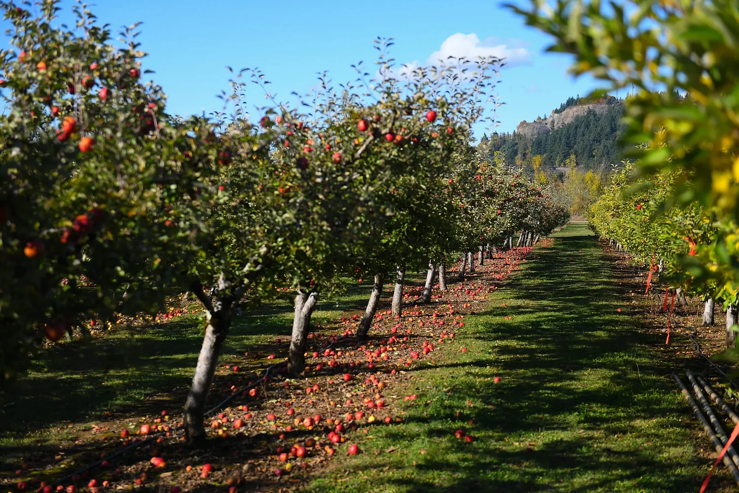Your Lane County guide for all things fall
