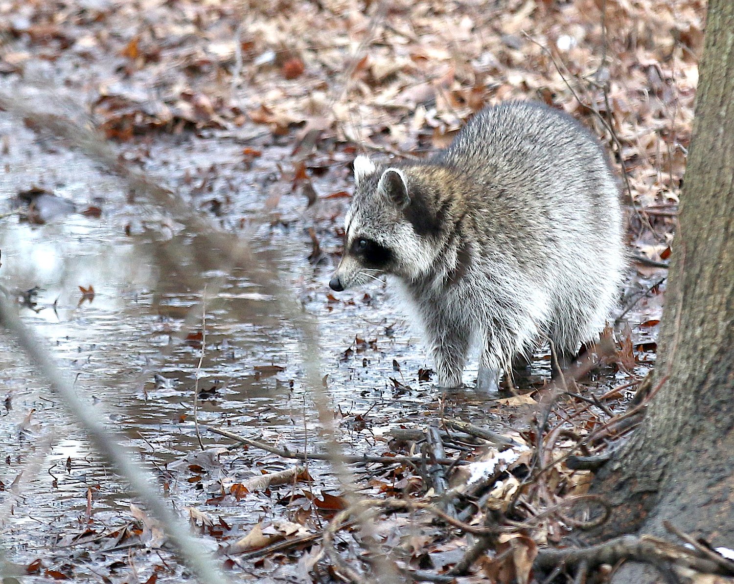 Rabies cases on Staten Island surge, outpacing the rest of NYC