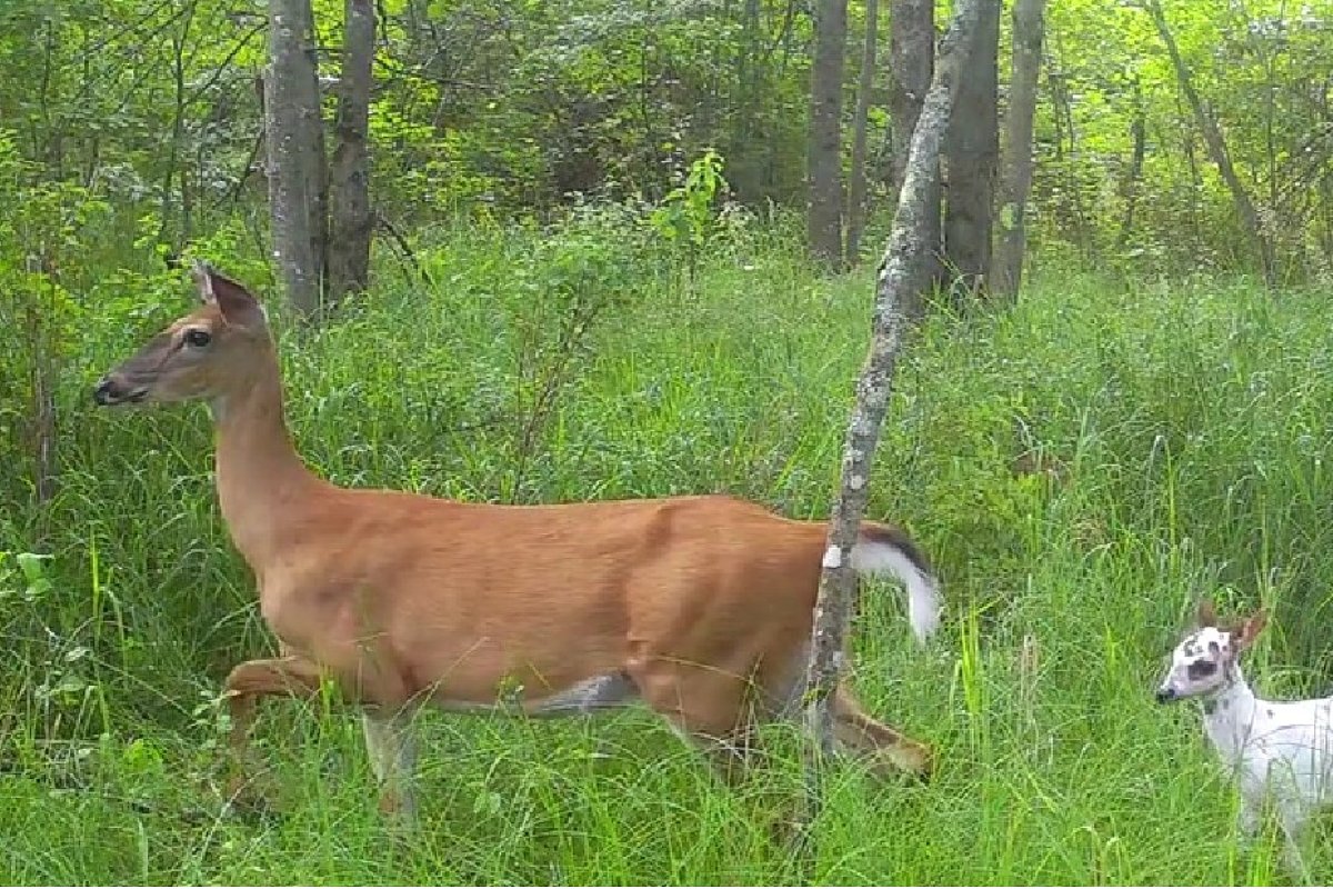 Video captures doe with 2 fawns — but one looks very different