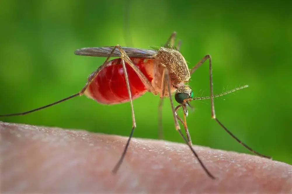 Atlanta area confirms West Nile virus presence in mosquitoes