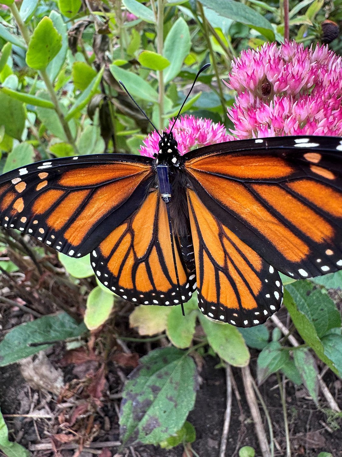 You can follow Monarch butterflies carrying tiny transmitters as they head to Mexico