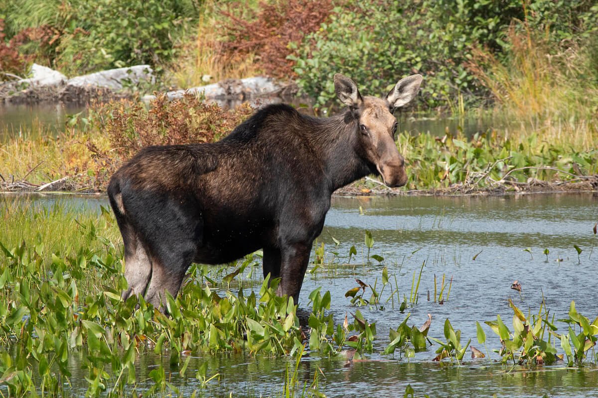 5 things hunters need to know to successfully find a moose