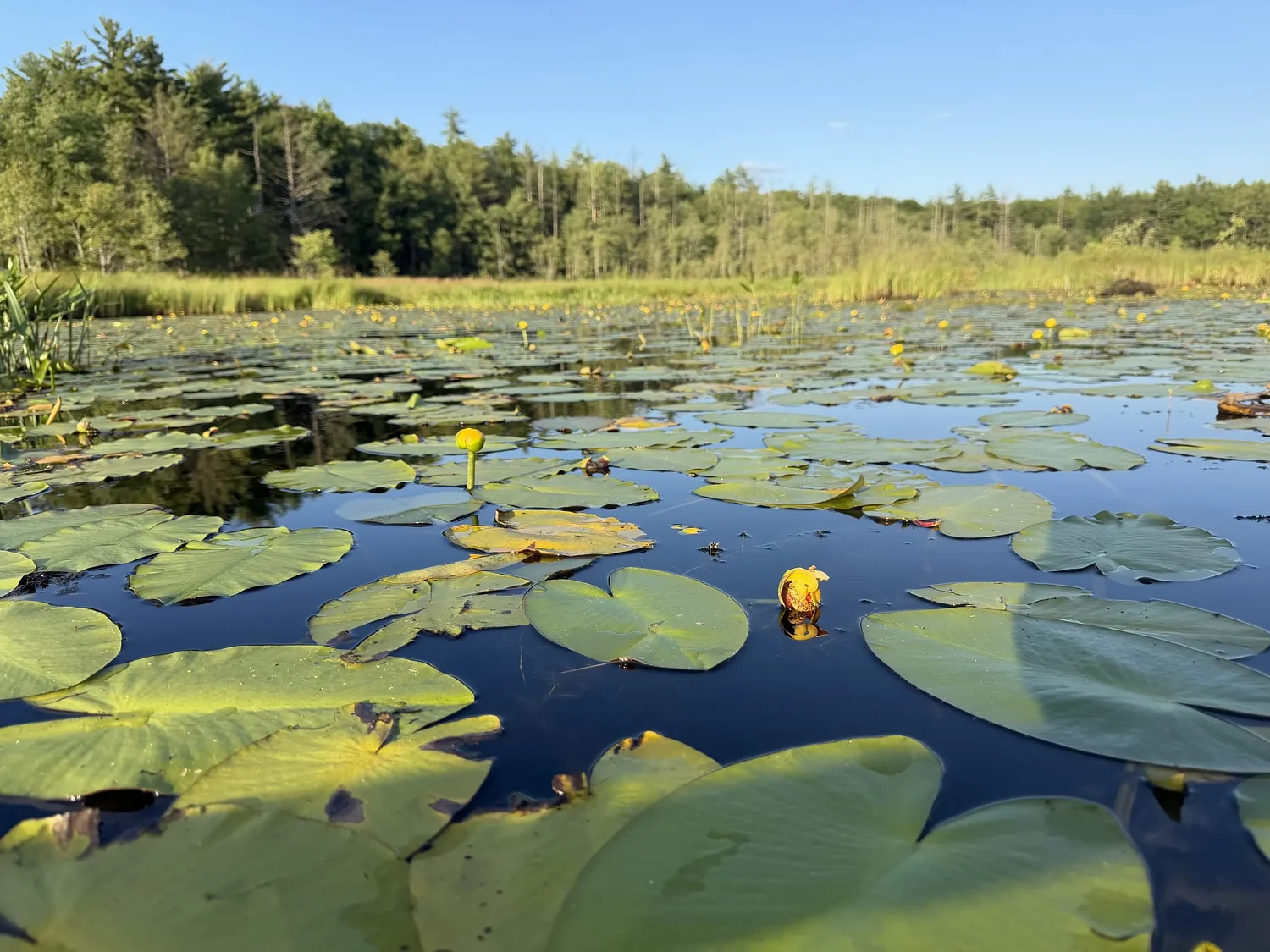 A peaceful late-summer paddle through the SuperSanctuary marshes