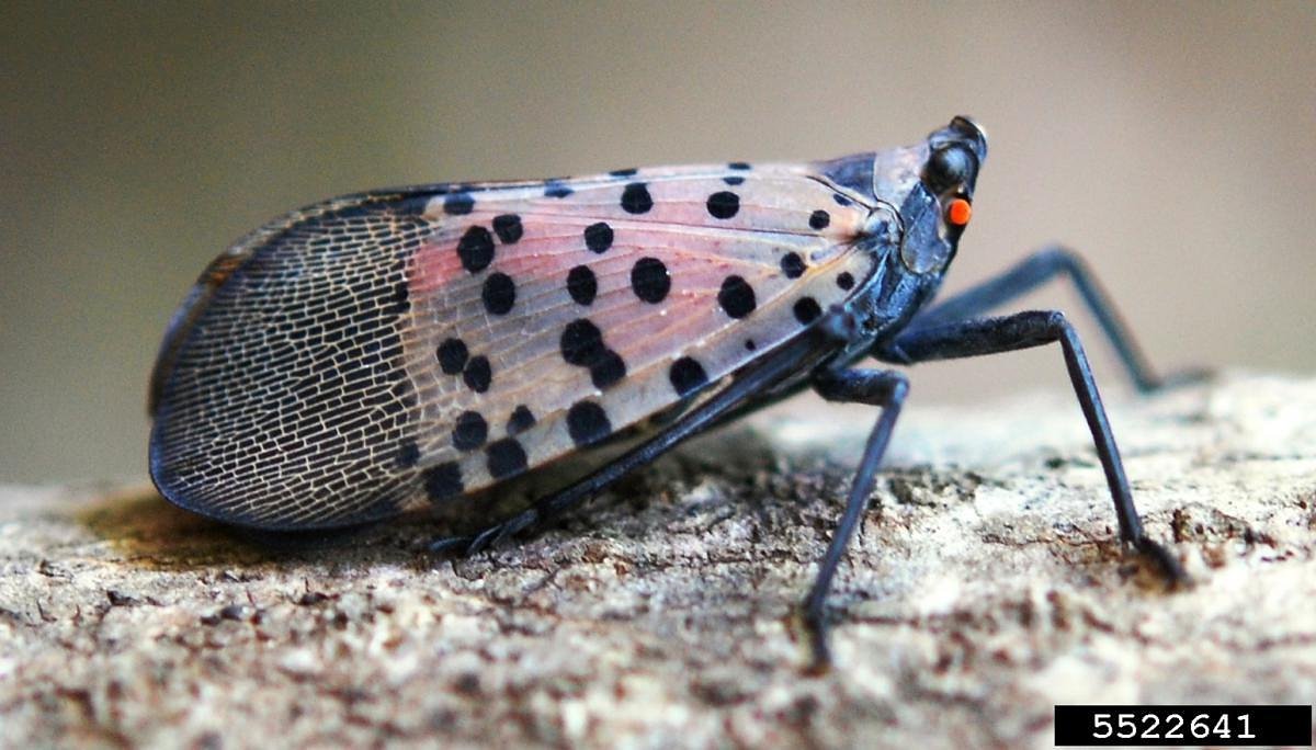 The spotted lanternfly is finally in N.H., unfortunately