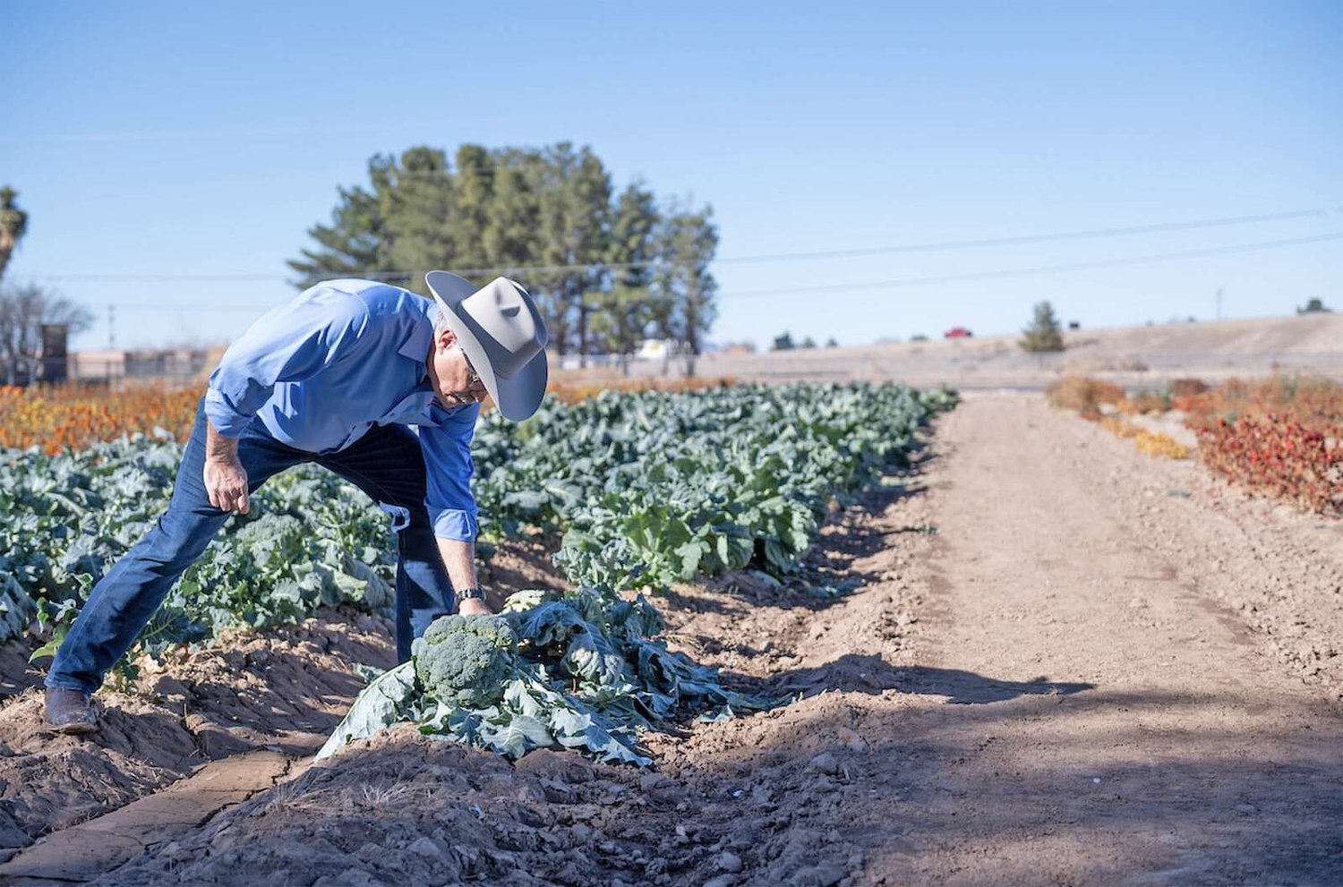 Drought prompts federal agency to offer emergency loans to New Mexico farmers