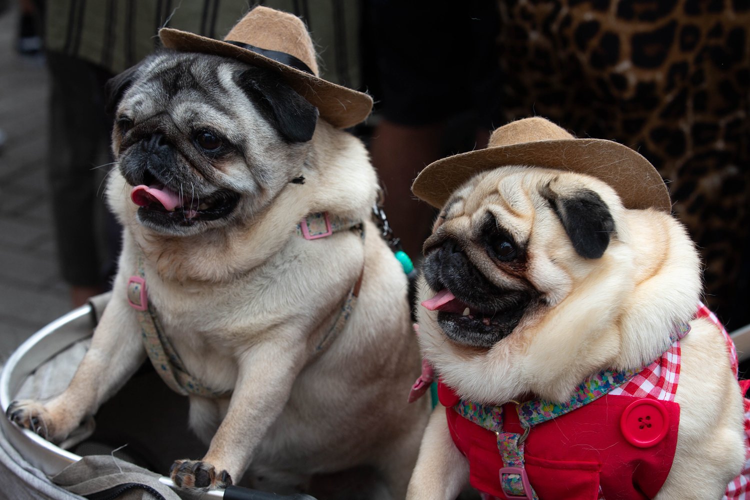 Pugs in wigs, suits and capes vie for top prize at packed Portland pooch pageant