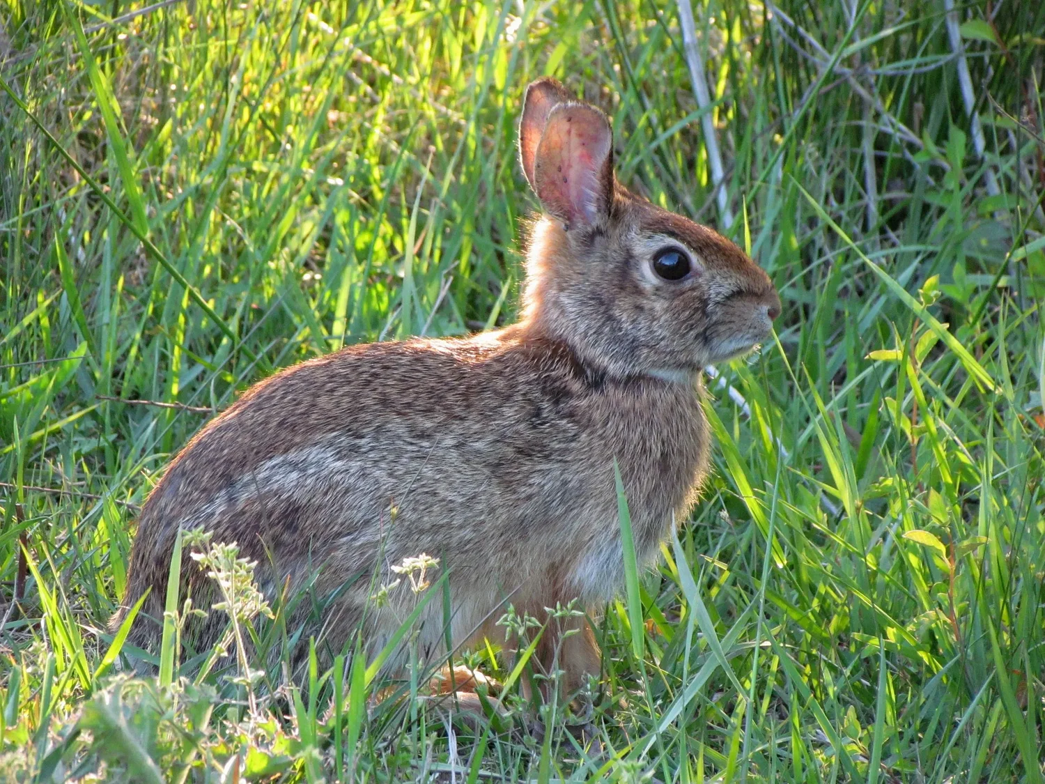 Opinion: 'Hey Doc, what's up with all the wabbits?'
