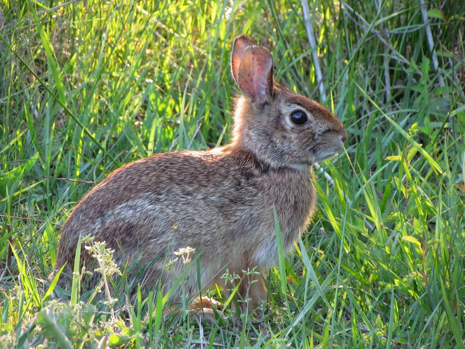Opinion: What's with all the rabbits?