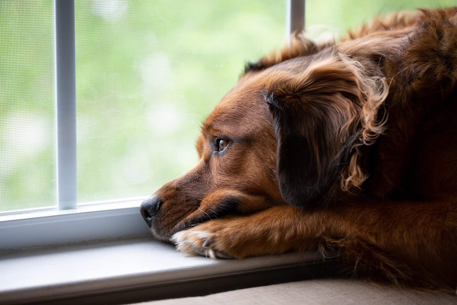 Dear Abby: Dog I didn’t want came with extra responsibility, bills. Should we re-home him?