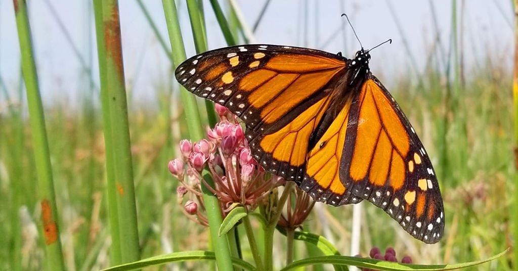 Monarchs are disappearing. A native plant holds the key to their recovery