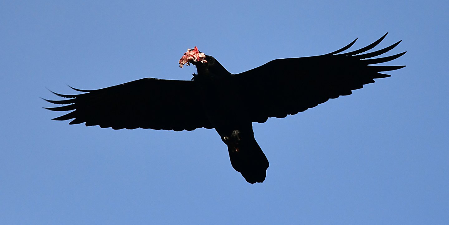 Speaking of Nature: The common raven: the great scrounger