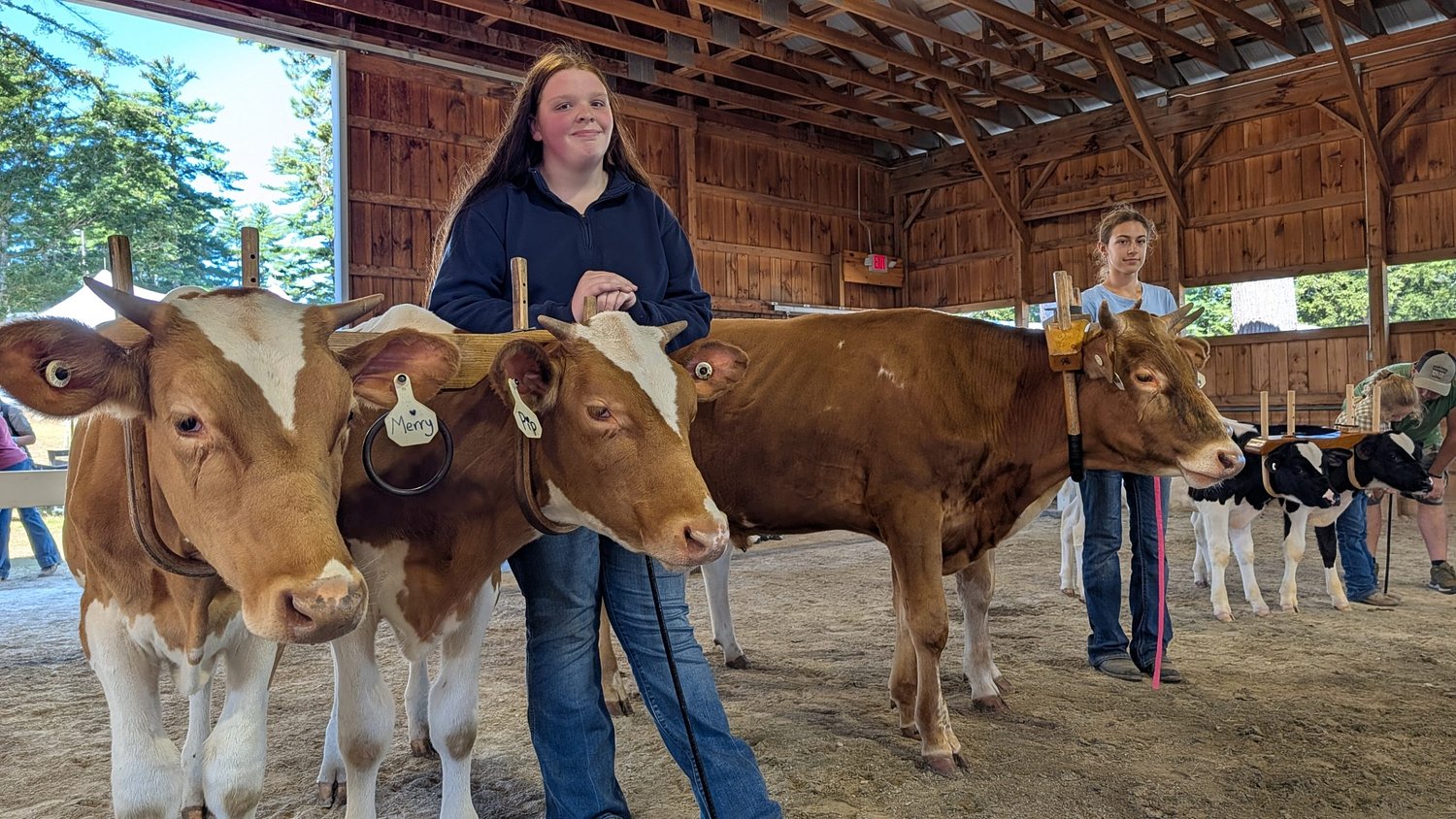 From the Farm: Cattle and children make magic at the Hopkinton Fair