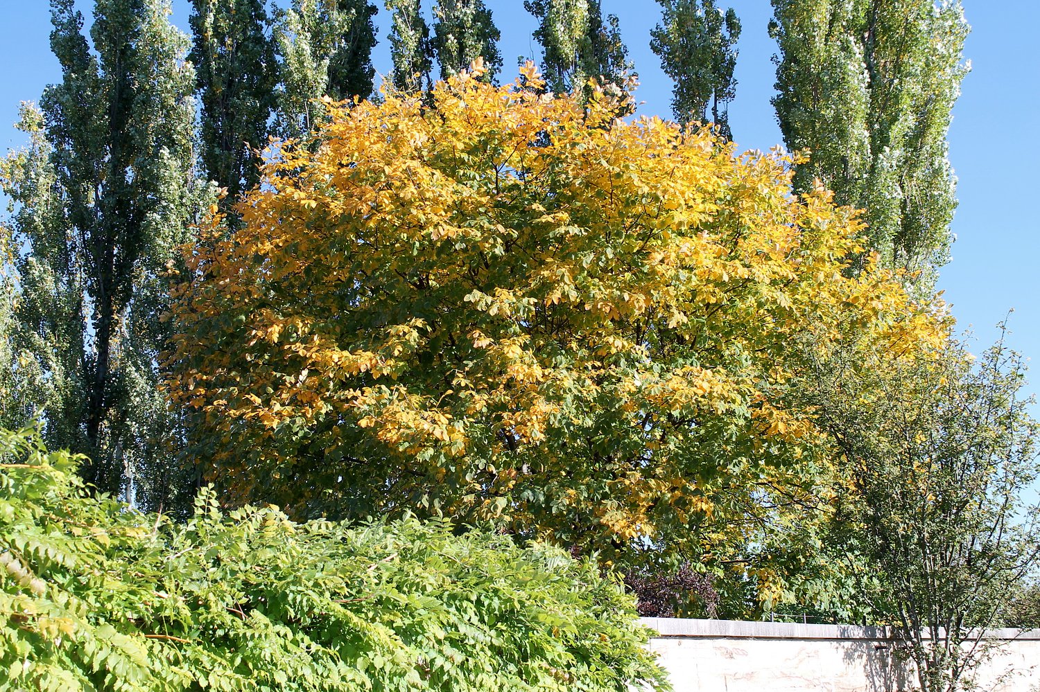 A mid-sized native tree with yellow foliage: George’s Plant Pick of the Week