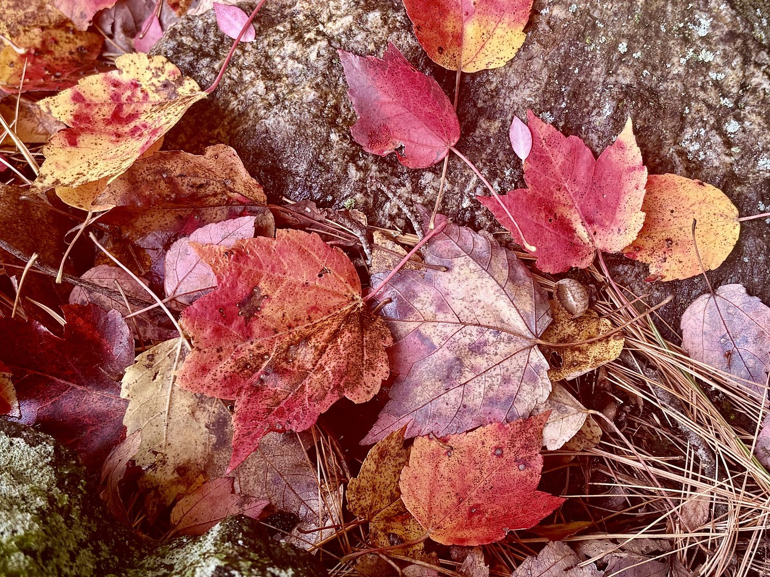 Be careful outdoors: N.H. wildfire risk is high for the first time in weeks
