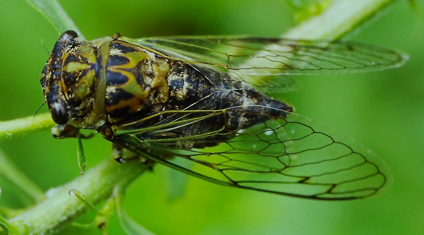 Speaking of Nature: Tuning into an ancient symphony: A wild ride into the ‘dog days’ of August with the musical cicada