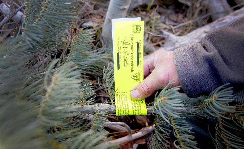 Train to help haul freshly cut Christmas trees