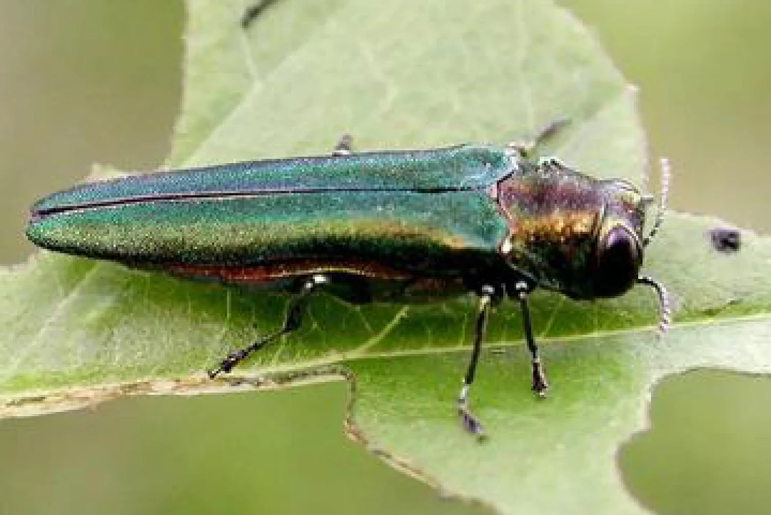 Maine backs off eliminating emerald ash borer quarantine