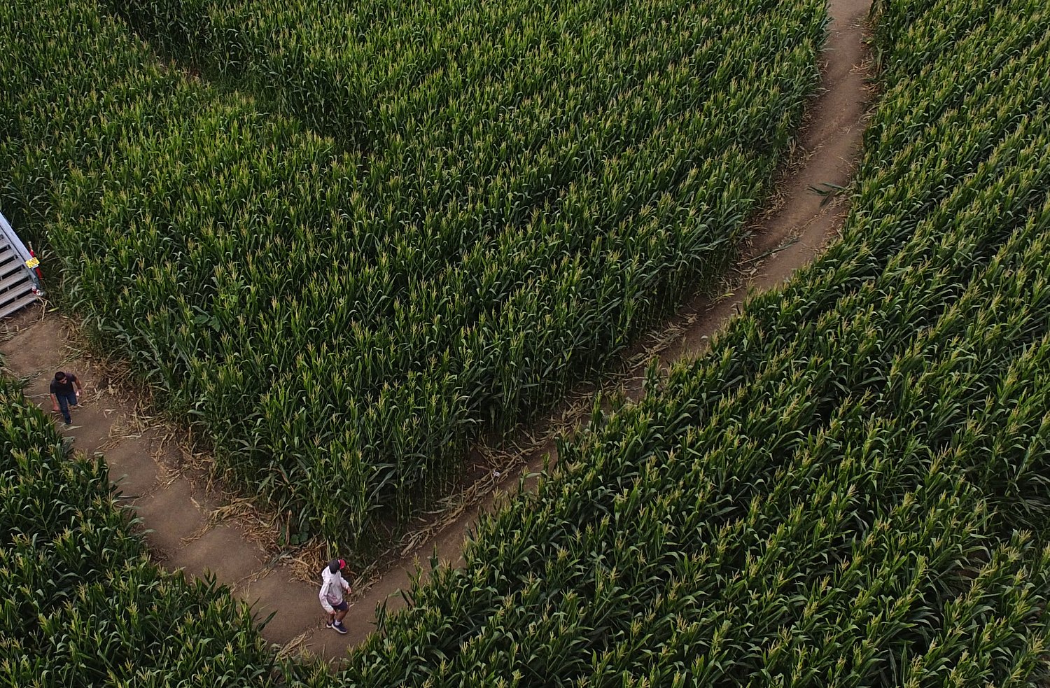 2 stabbed during ‘disagreement’ in 40-acre corn maze, police say