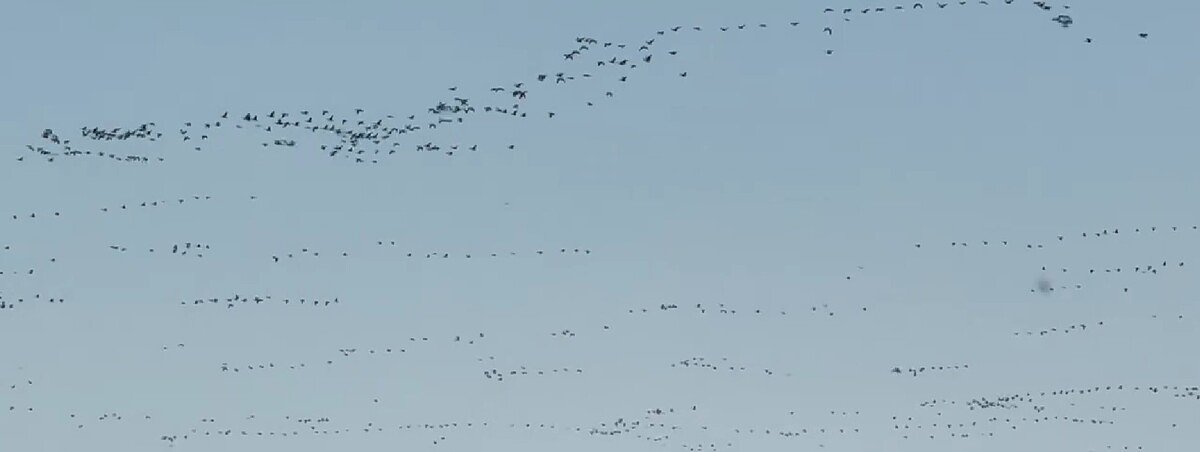 Massive flock of geese spotted migrating over Long Lake 