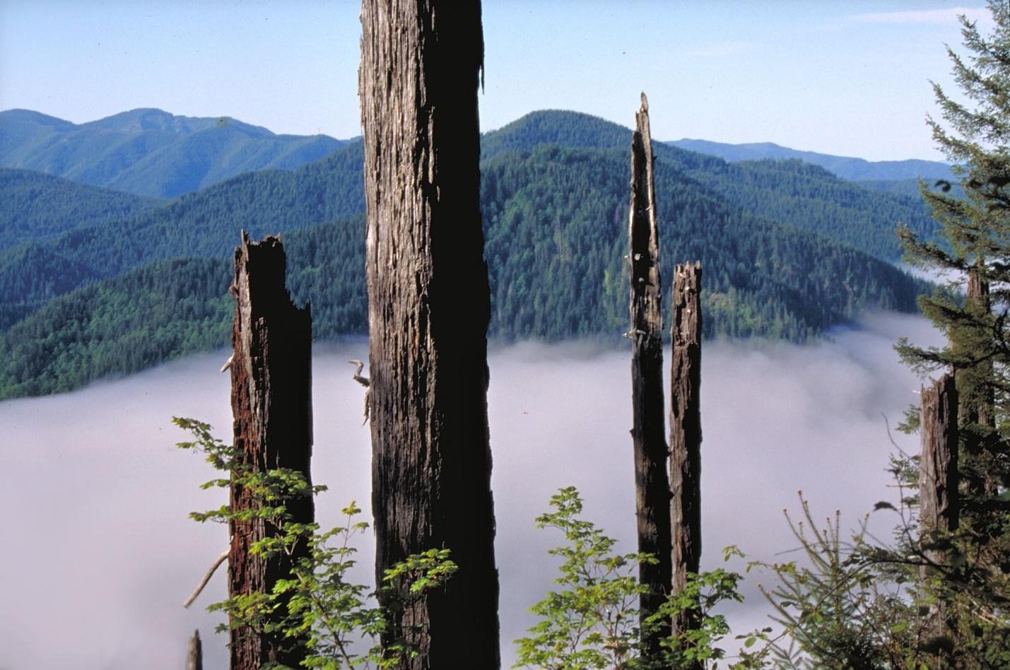 Remembering August 1933 and Oregon's most famous wildfire: The Tillamook Burn