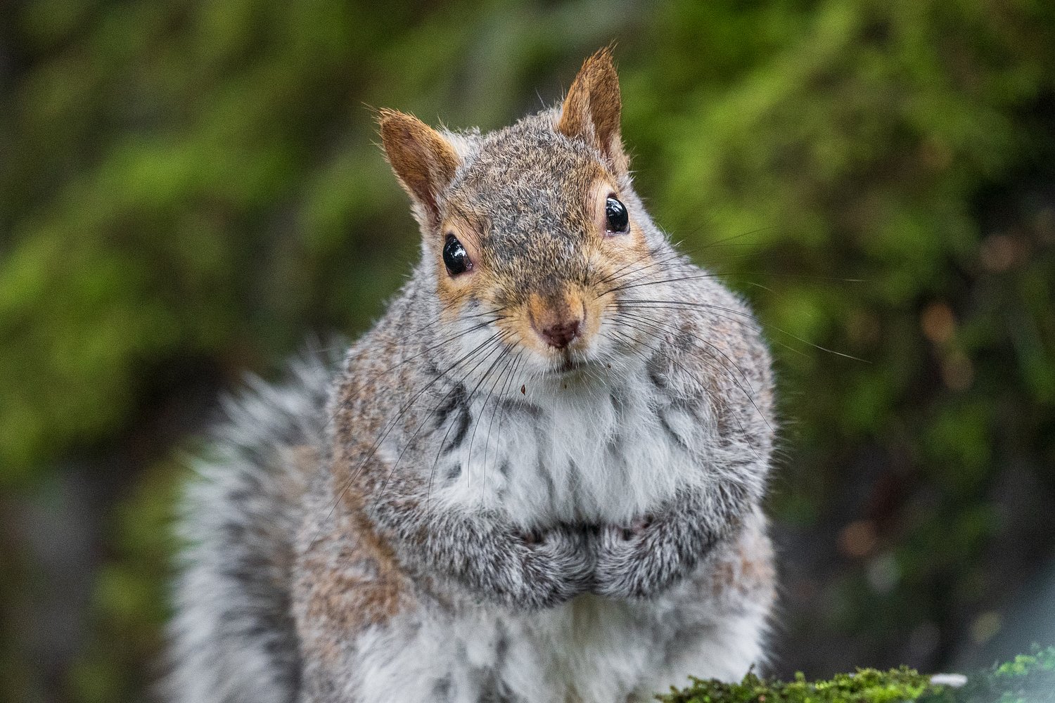 Squirrel causes chaos in Meta office, injures employee