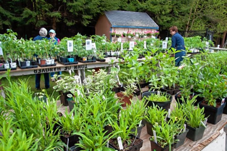 Upper Valley plant sales 2026