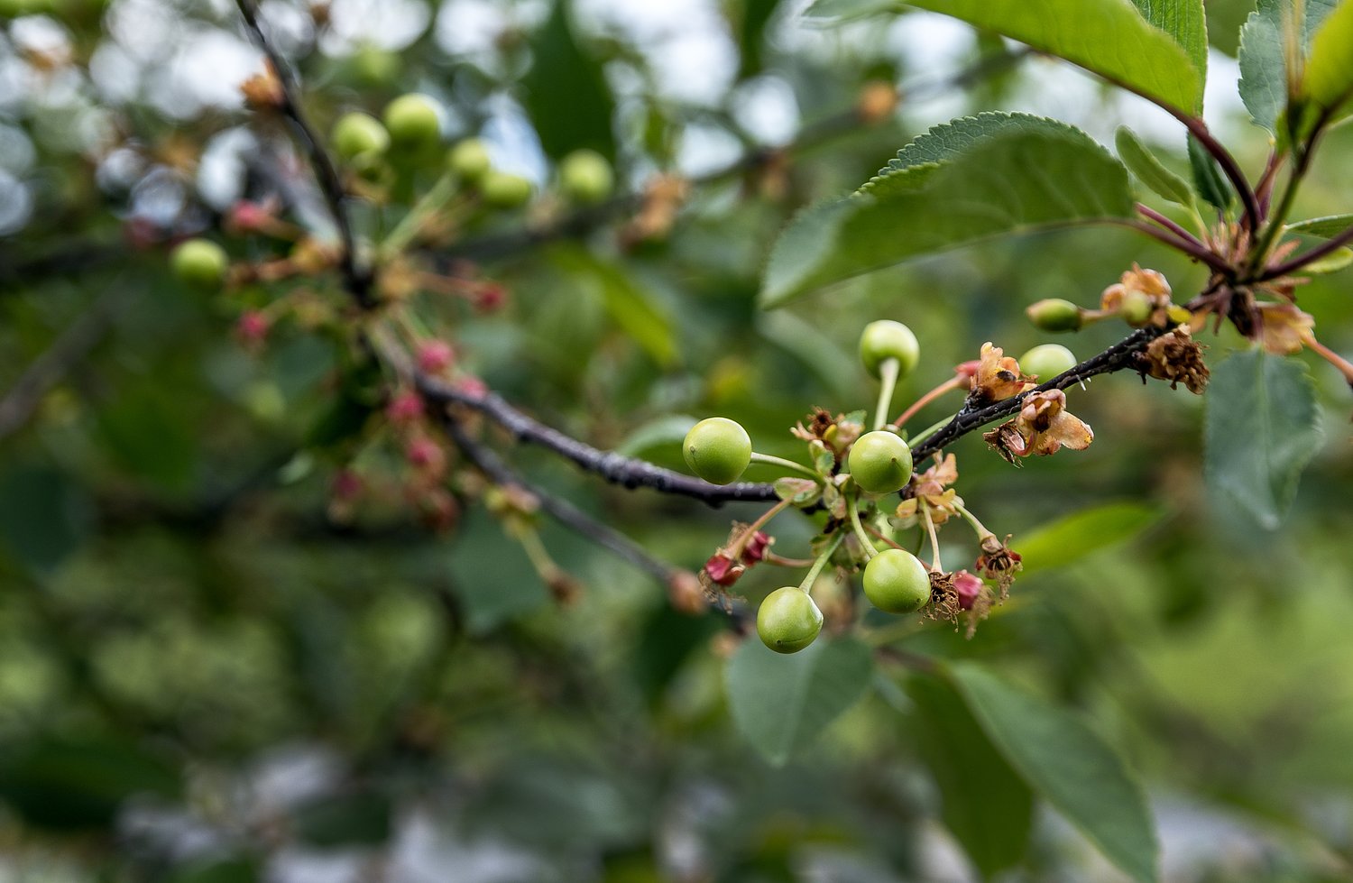 USDA offers aid as Lehigh Valley, New Jersey farmers face losses from spring freeze