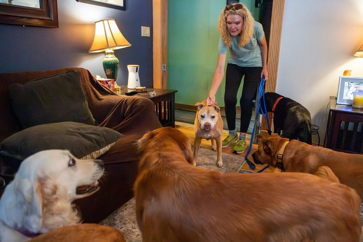 Maine dog rescues, shelters fill faster than dogs are adopted out