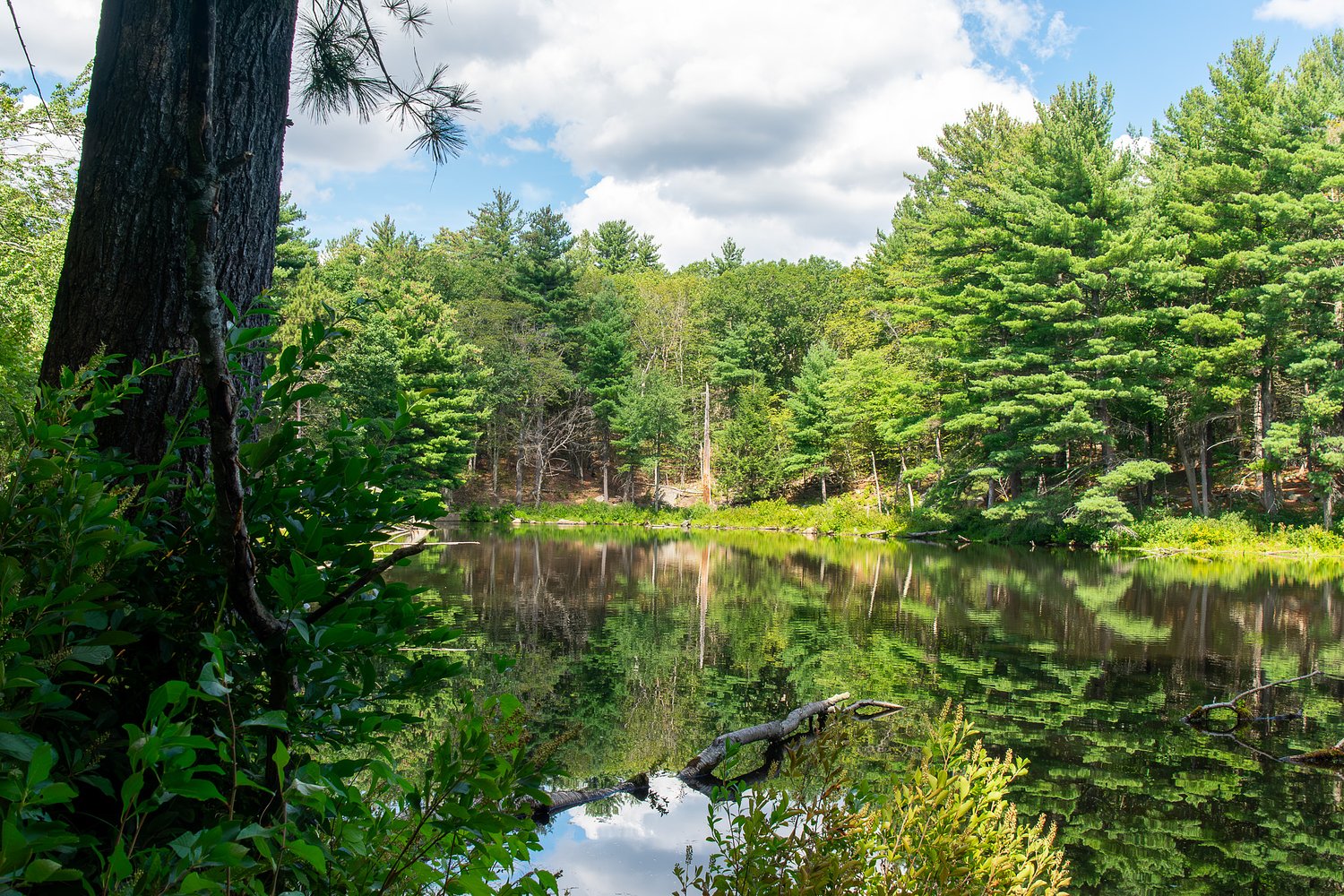 Just outside Boston, a beloved woodland becomes permanently protected for public use